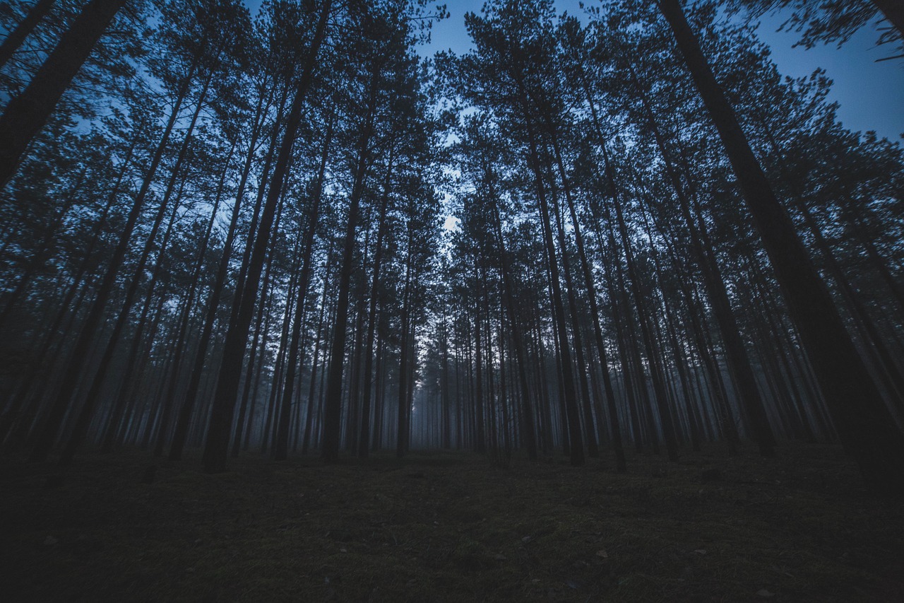 The Importance of Forest Conservation in Sustainable Living